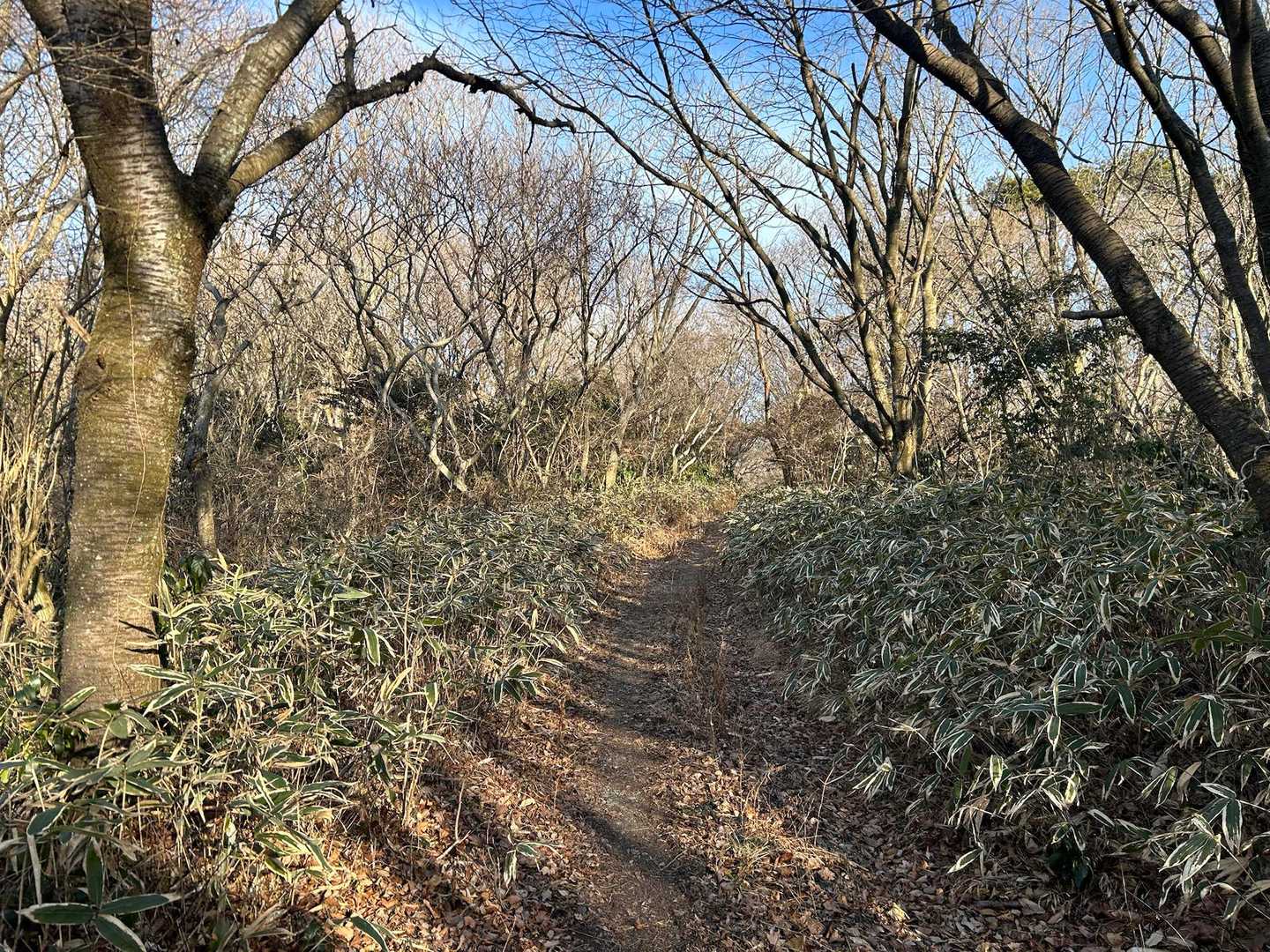 木漏れ日の中、笹道やハイキングロードが気持ち良い🤗

誰にも会わないし、🐗さんに会いたくないのでAAAとNissyのアルバムを大音量で😉