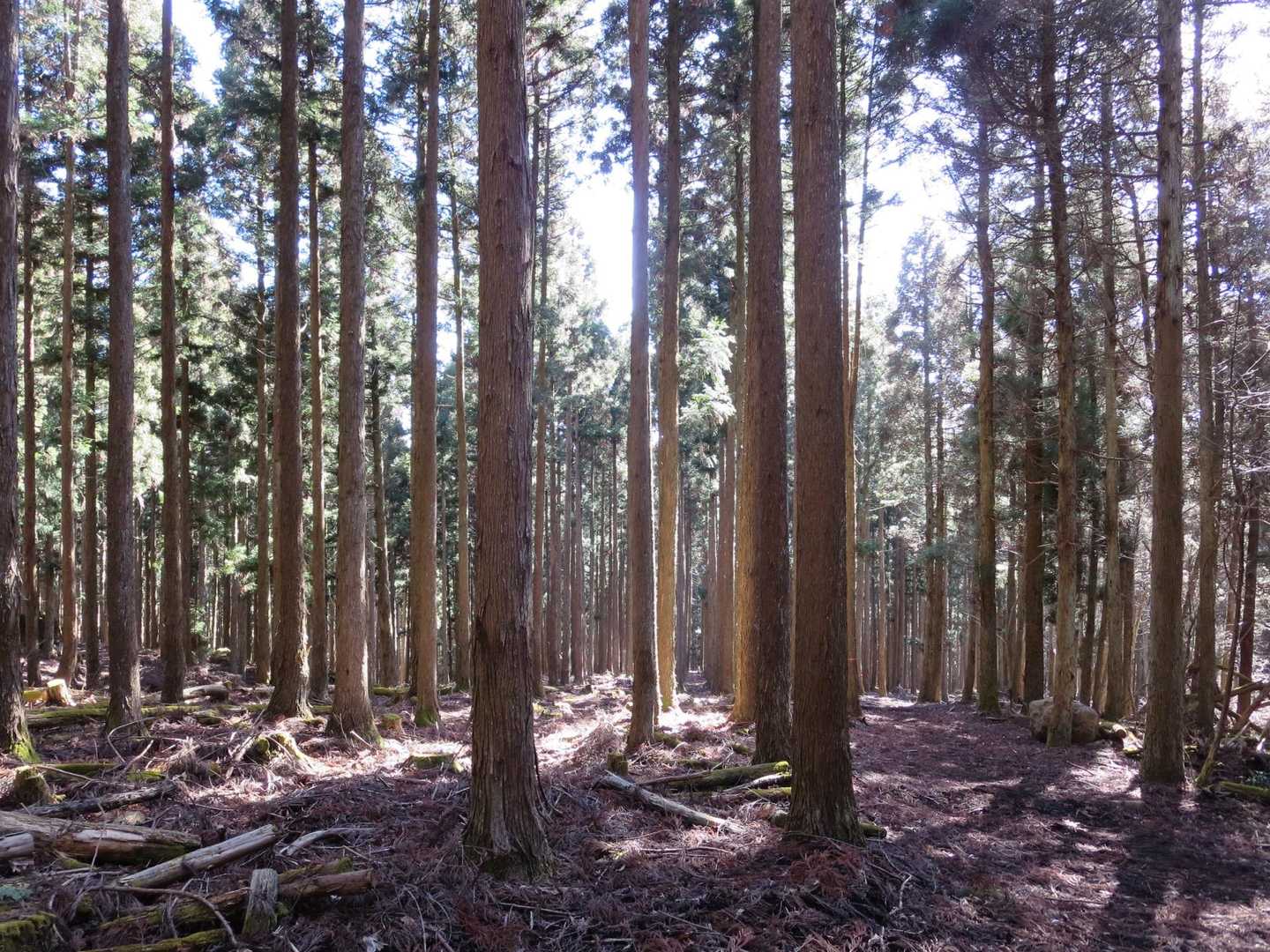 とってもよいお山なのに
登山者は少ない
夏は避けたい(藪漕ぎ多め)