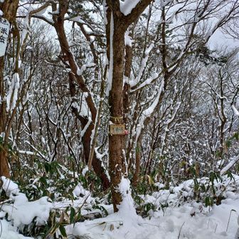 山頂まで長かった…🫠
先行された方、トレースありがとうございました🙏