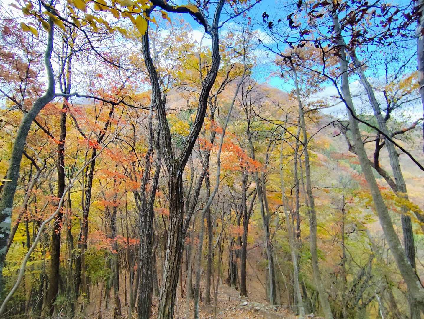 山の北側や東側はまだまだ紅葉🍁が観られますよ😍