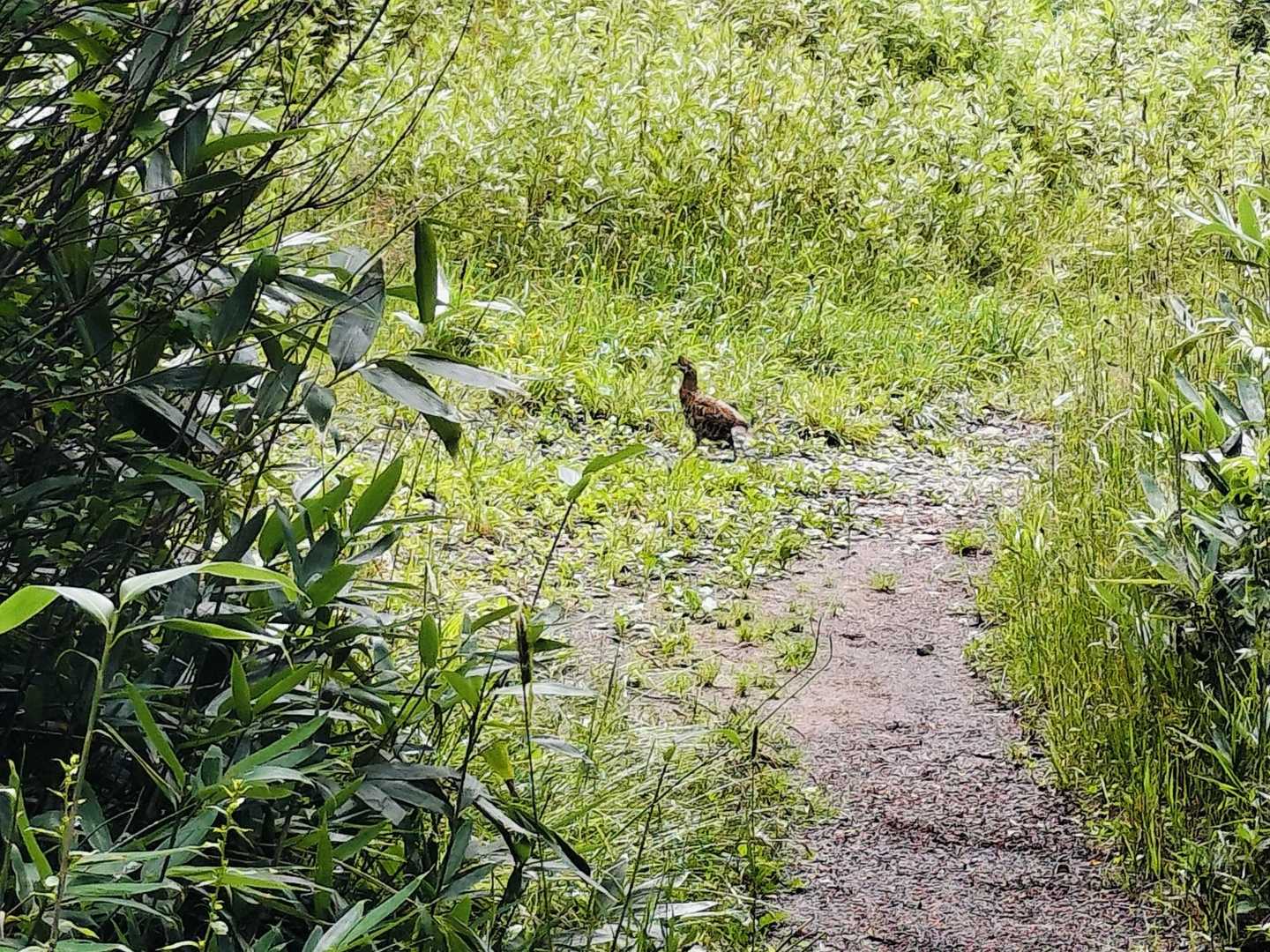 おっ！雷鳥だ！
二羽いました😆
撮影するもスマホの限界💦