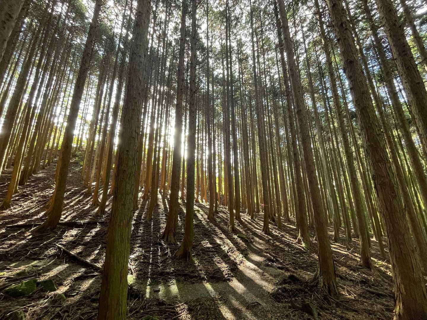 圧巻の人生の並木道から3つの自然湧水池を持つ作礼山への写真