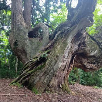 森の主？　芦生杉の大木
白倉南岳