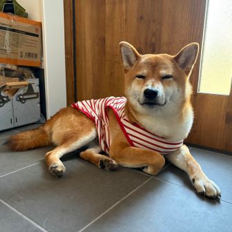 きん