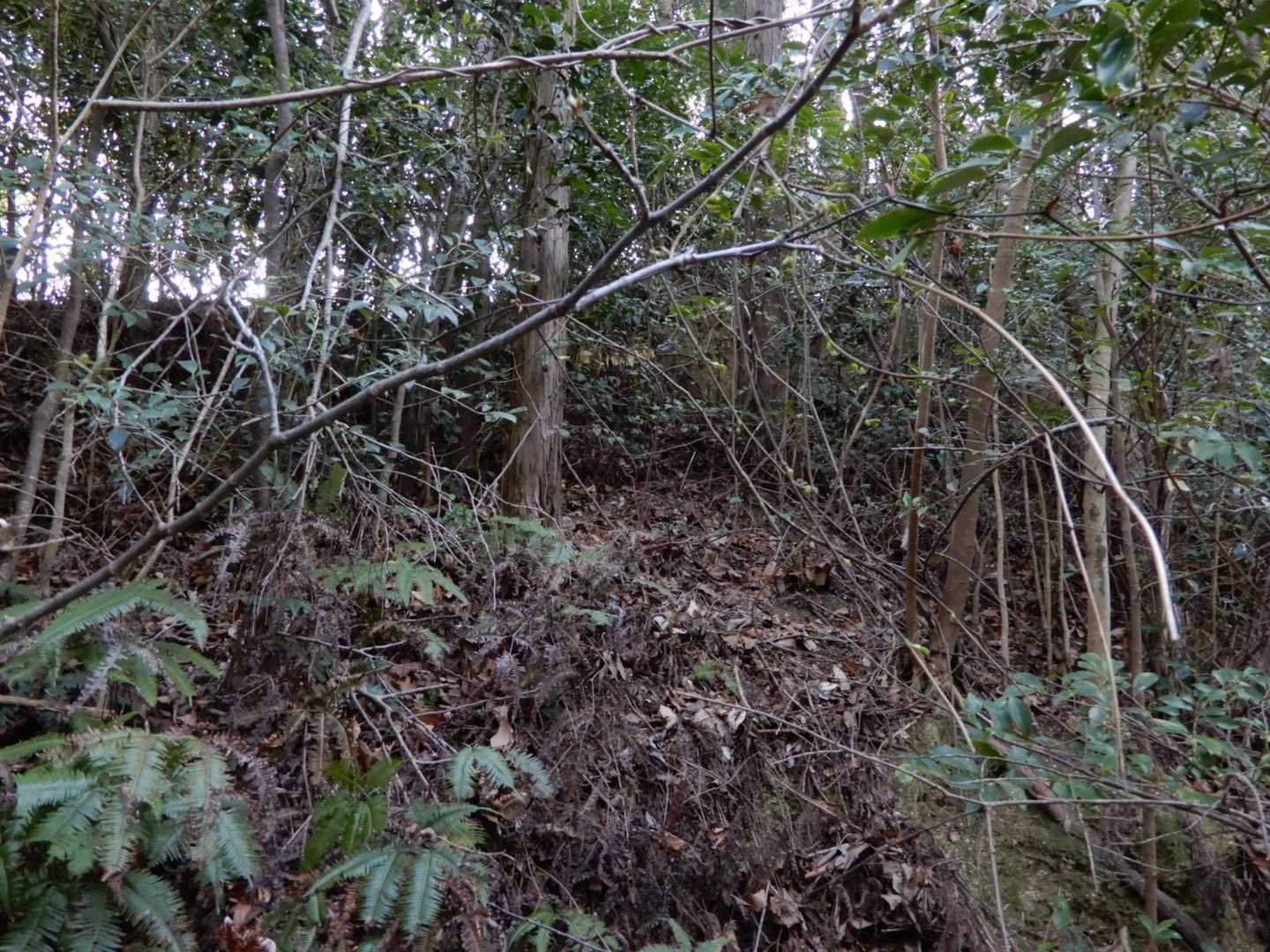 地図上の破線を辿り、山頂を目指しても良かったのですが、スニーカーだったので 🙅