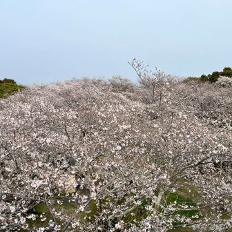 一番上に来ました‼️
おーっ！🤩まさに桜の絨毯のよう😊