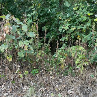 途中どこから山頂へ行くのかわからず、YAMAPの方向指示で見つけたトトロ道🐻