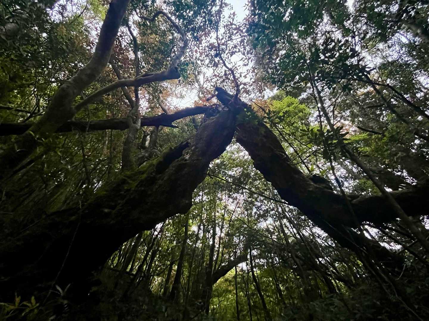 万代杉-モッチョム太郎-モッチョム岳 往復コースの写真