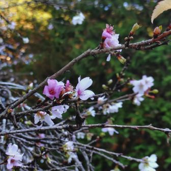 色の濃い桜を発見‼️