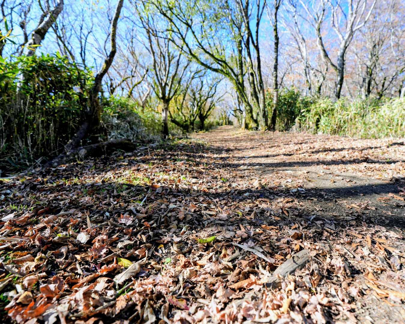 広く平らな尾根道
