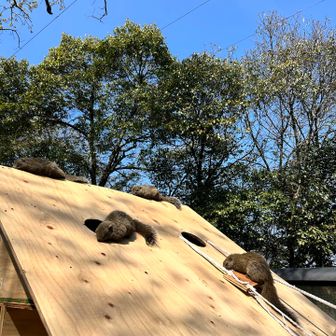 りすも、おひるねとひなたぼっこ☀️