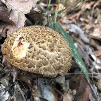 キノコみすぎ君