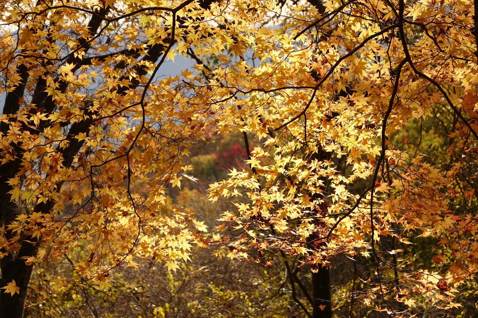棚山 往復コースの写真