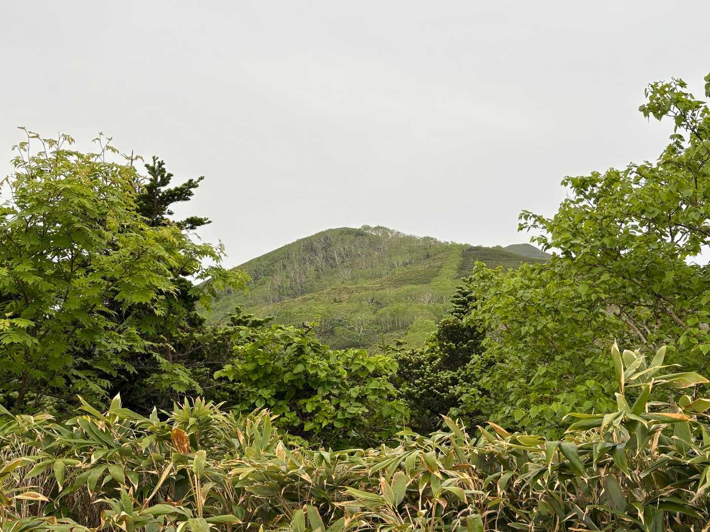 礼文岳-礼文岳登山口 縦走コースの写真