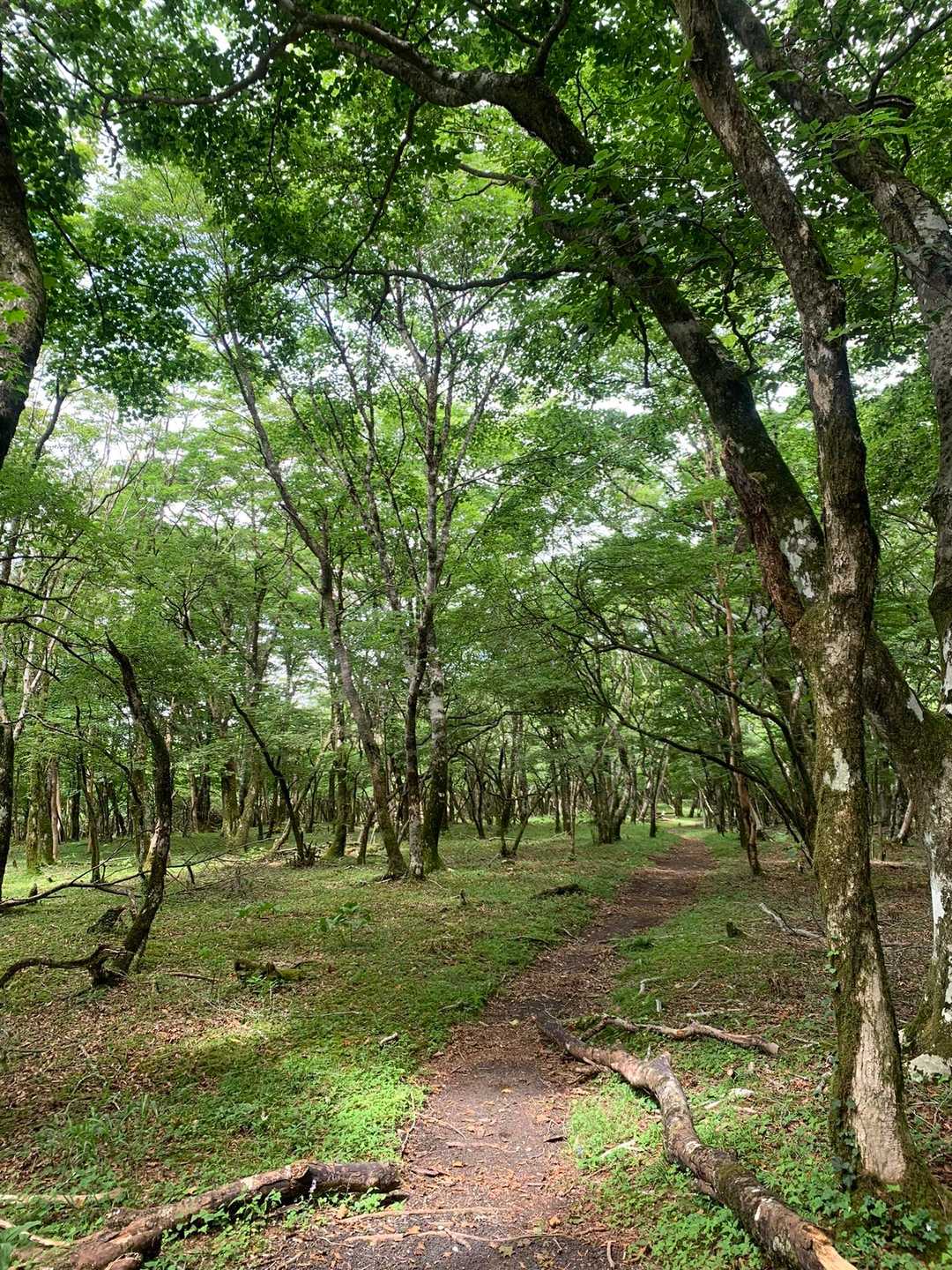三国山〜楢木山間  歩きやすい道🌿🌿

富士箱根トレイルの1kmちょっと🤏
を 歩きました🚶