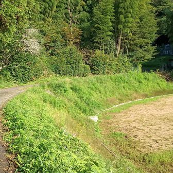 登山道です
この先で公園からの道と合います
軽四なんかなら登っていけます