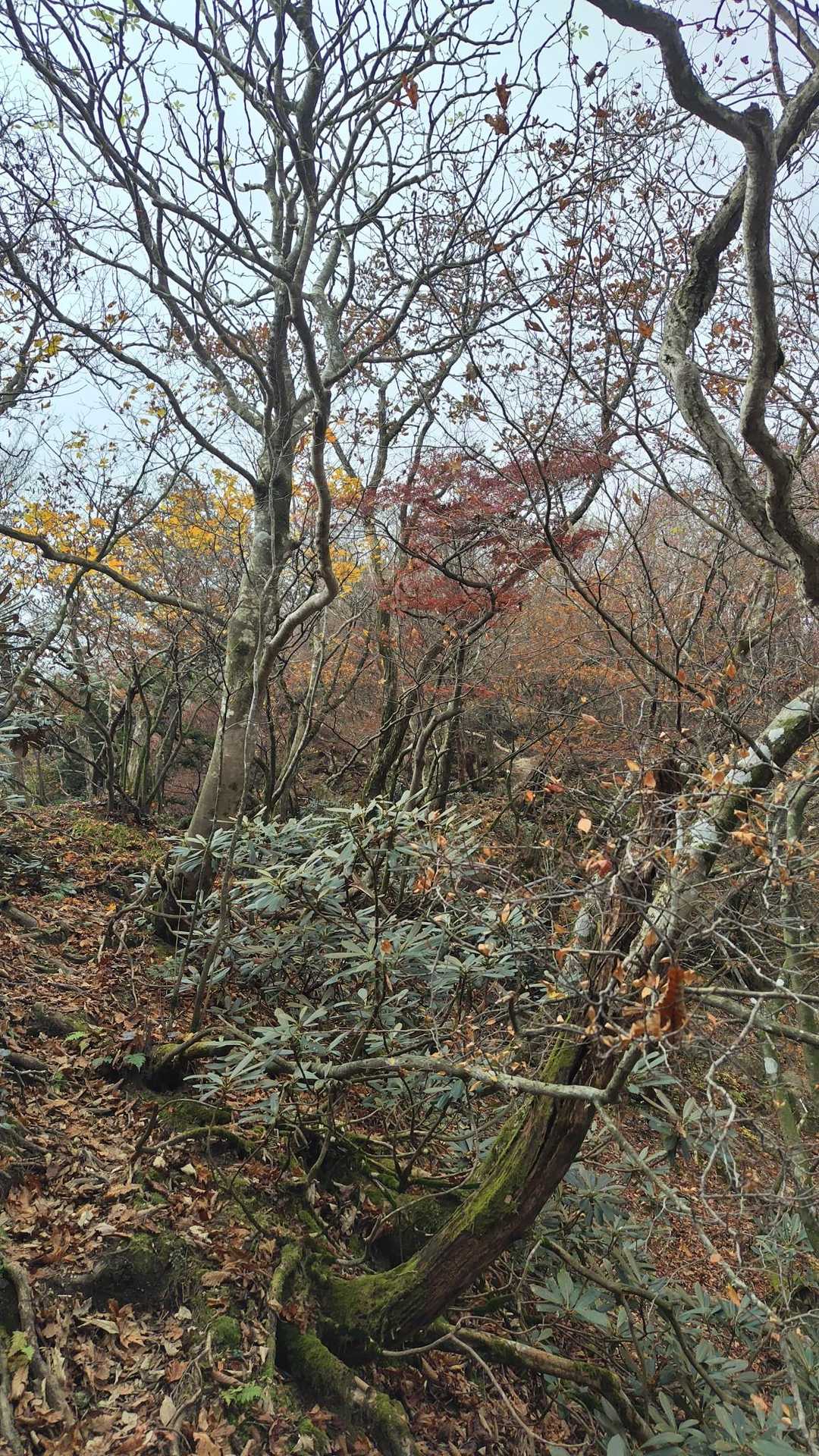 北山-釈迦ヶ岳 往復コースの写真
