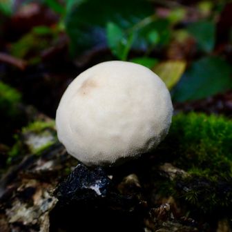 🍄‍🟫