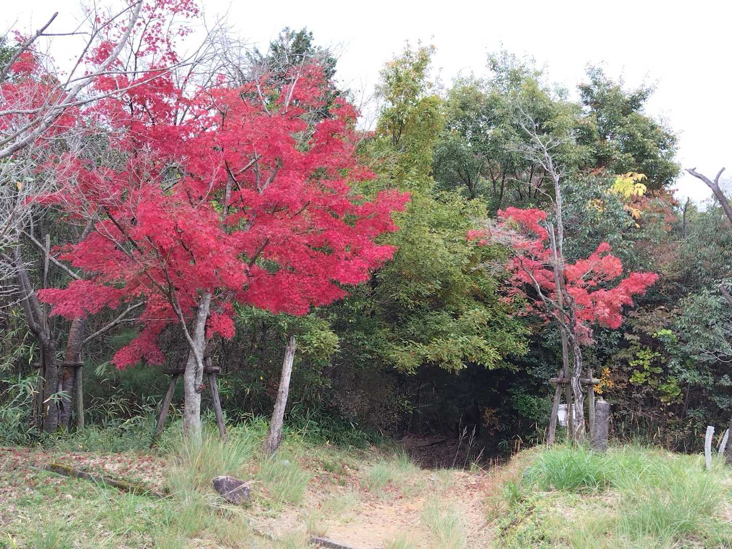 秋葉山登山口-秋葉山-秋葉神社 往復コースの写真