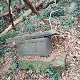 折れちゃっているのもいくつかあります。