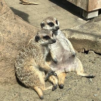 はたでめお