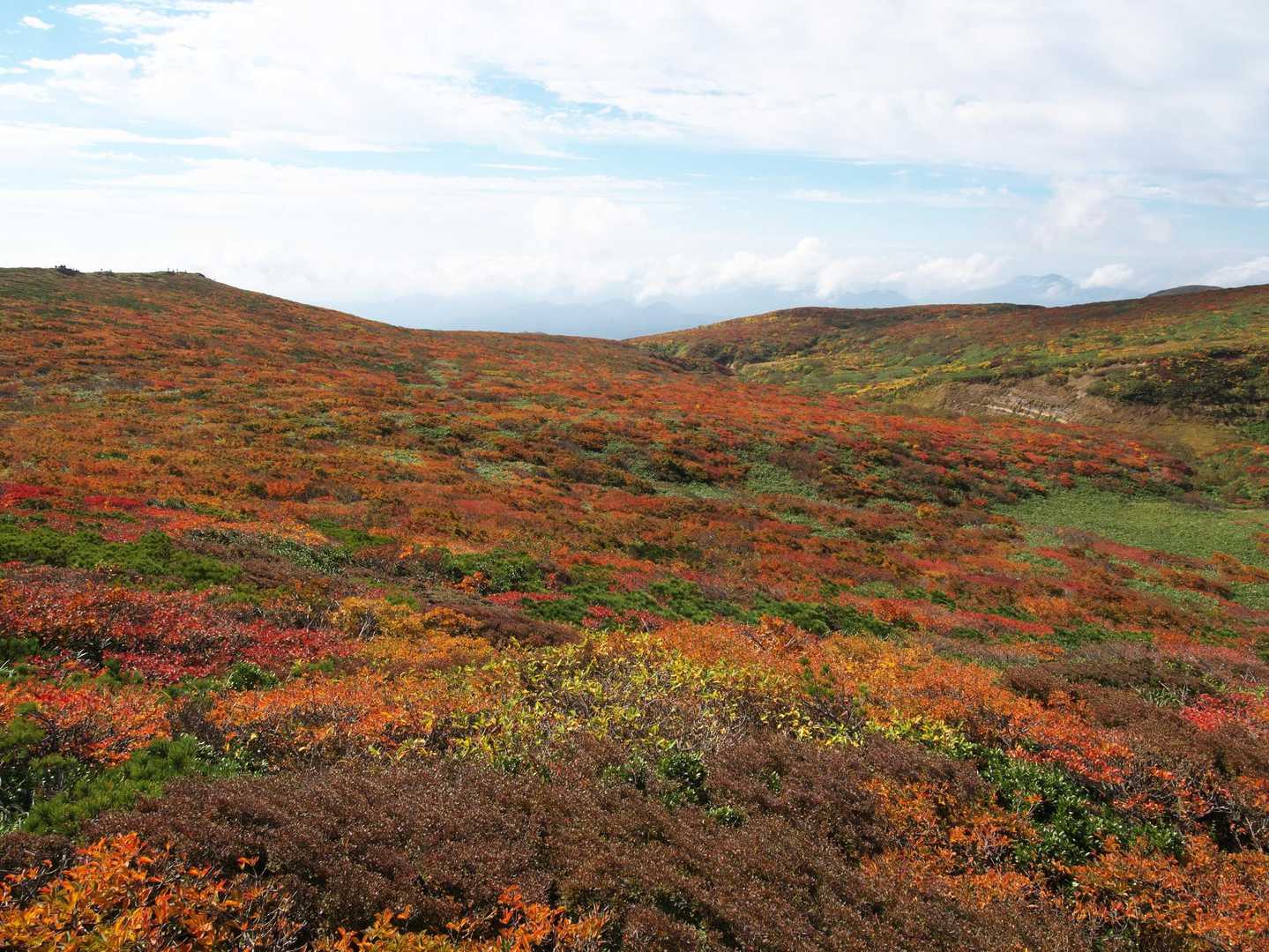 どうしてこんな植生になったのやら…なかなかの景色