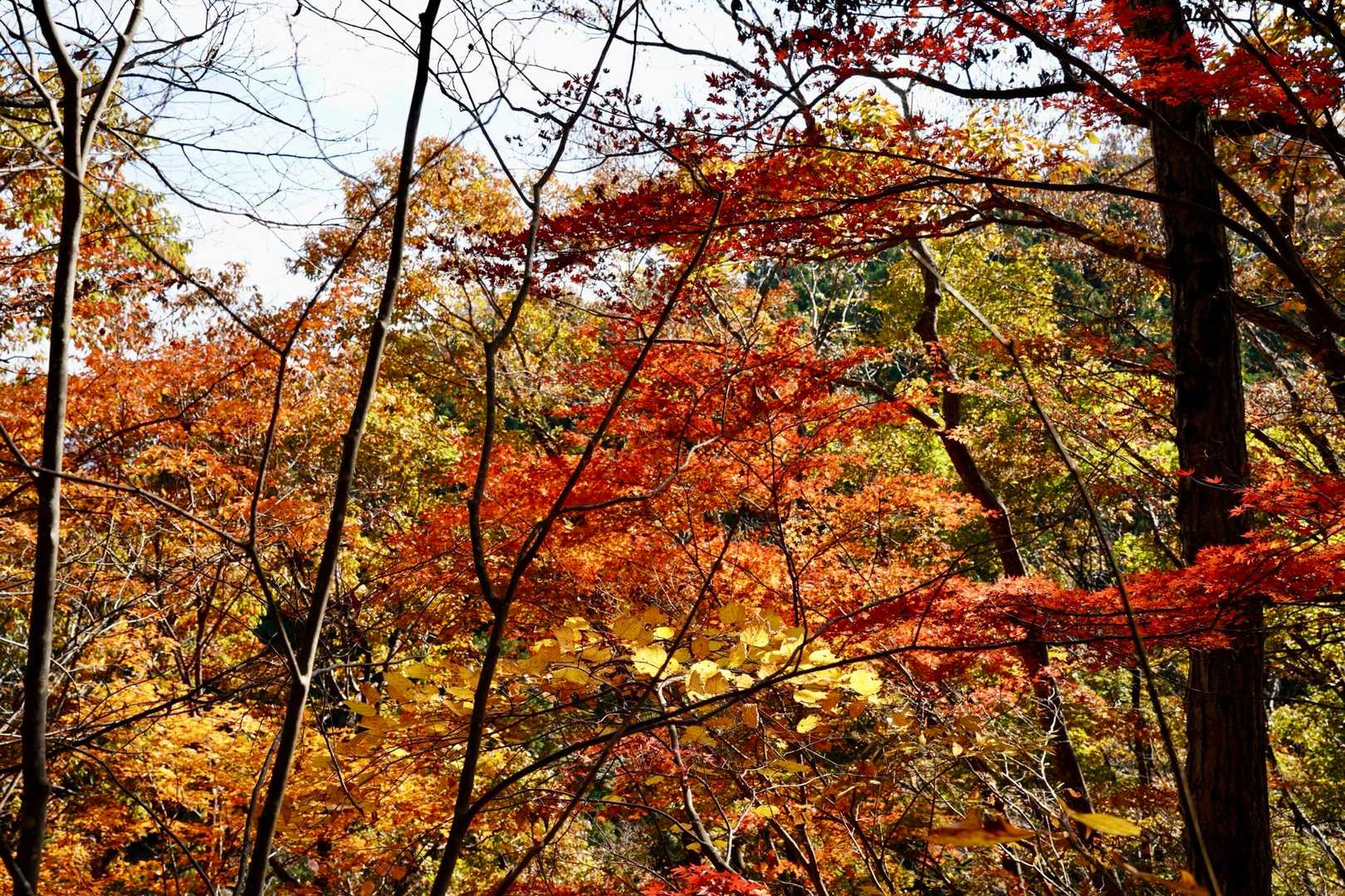 鍋転山-月居山-月居観音堂 周回コースの写真