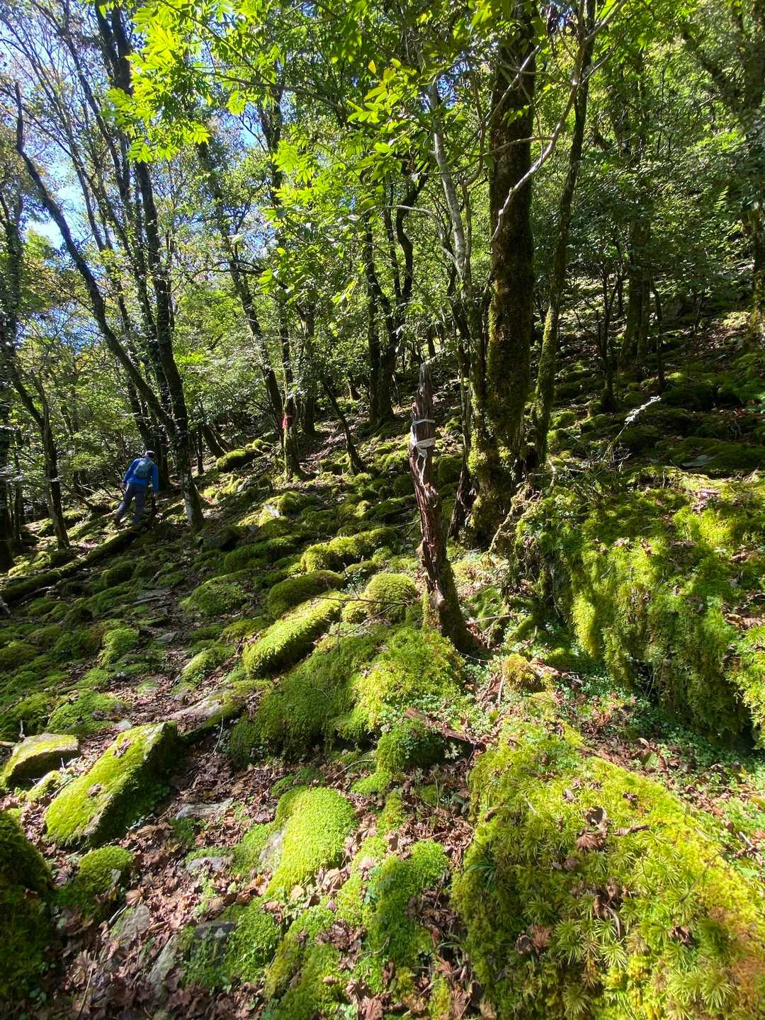 苔ゾーンをぬけてしばらくいくと