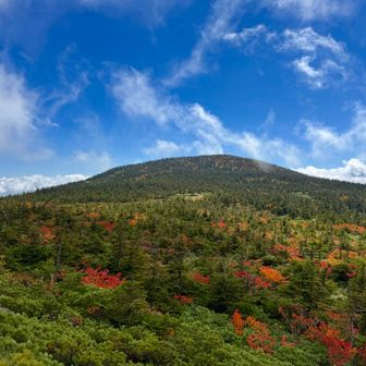 少し粘ったらガス晴れて西吾妻山のお姿が✨
それてピークには程遠いが秋らしい風景が🍁🤩