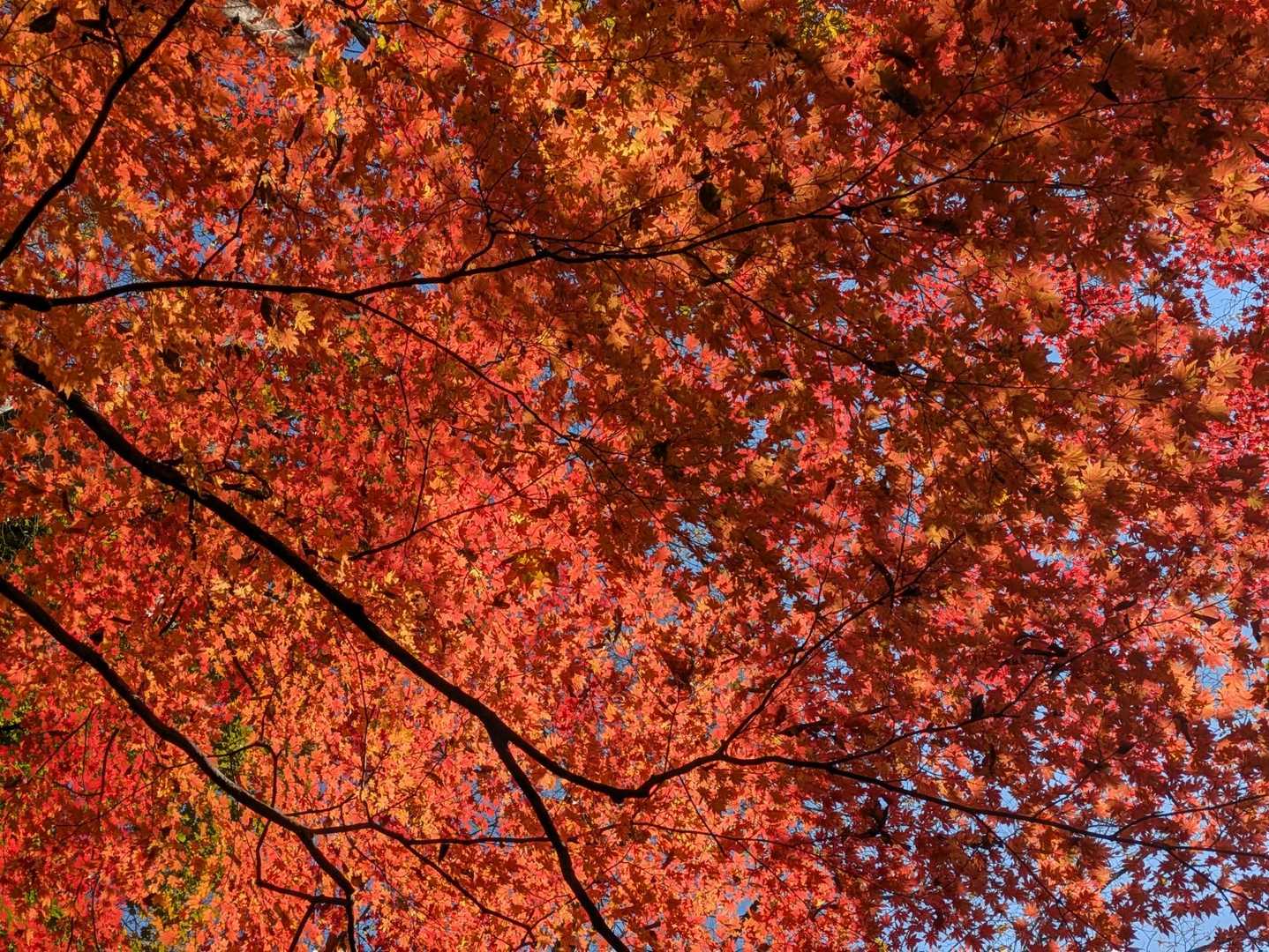 🍁