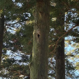 樹海コースで山頂へ。
カロちゃんは期待してないけど、一応。