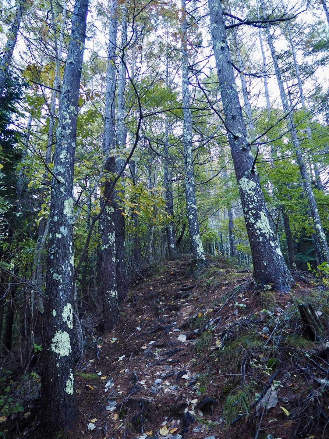 戸倉山 | 北アルプスや日本海を一望。初心者・家族連れも登りやすい日帰りハイクの写真