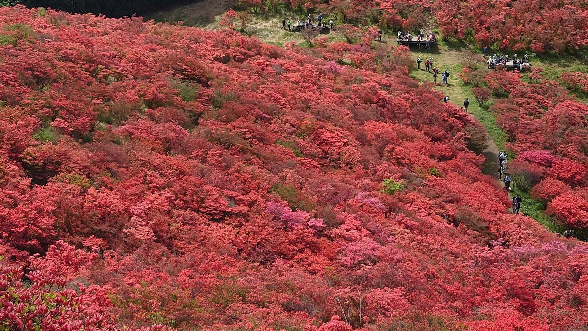 大和葛城山-水越峠 縦走コースの写真