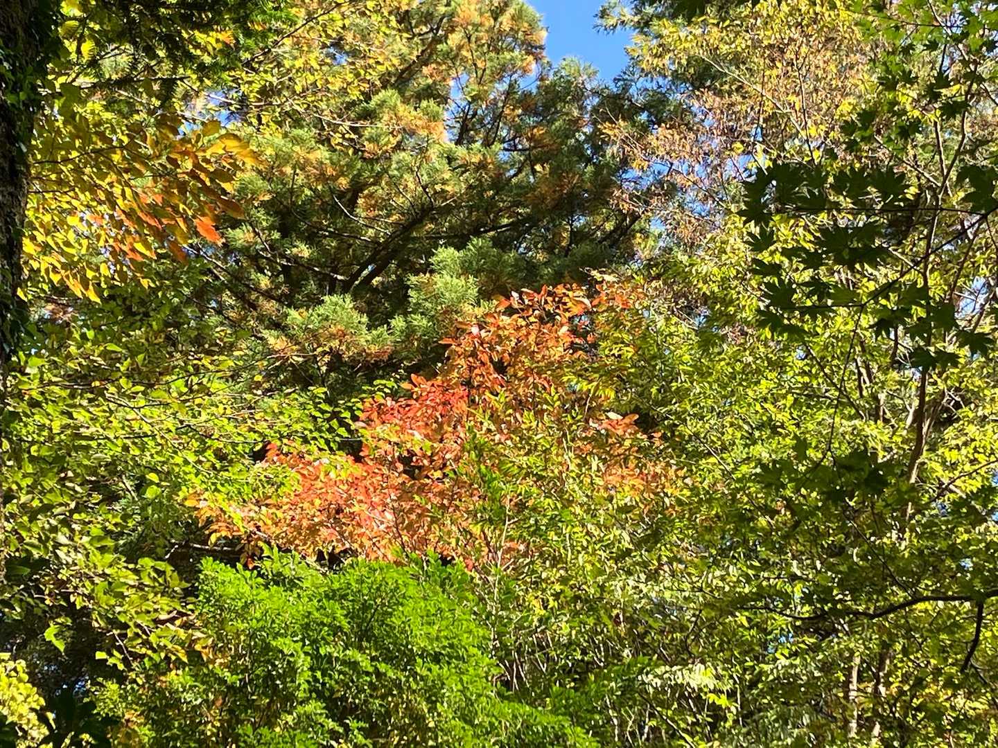 雪輪の滝展望台方向のちょっとだけ紅葉🍁