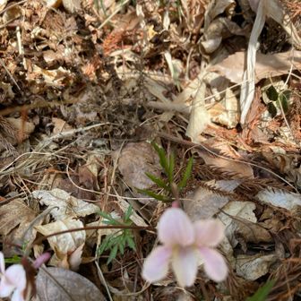 エイザンスミレ？葉に深い切れ込みがあるのが特徴