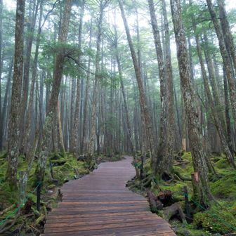 木道の道の両サイドは美しい苔の景色✨️
苔好きなので、この時点で鼻血出そうです😍(笑)