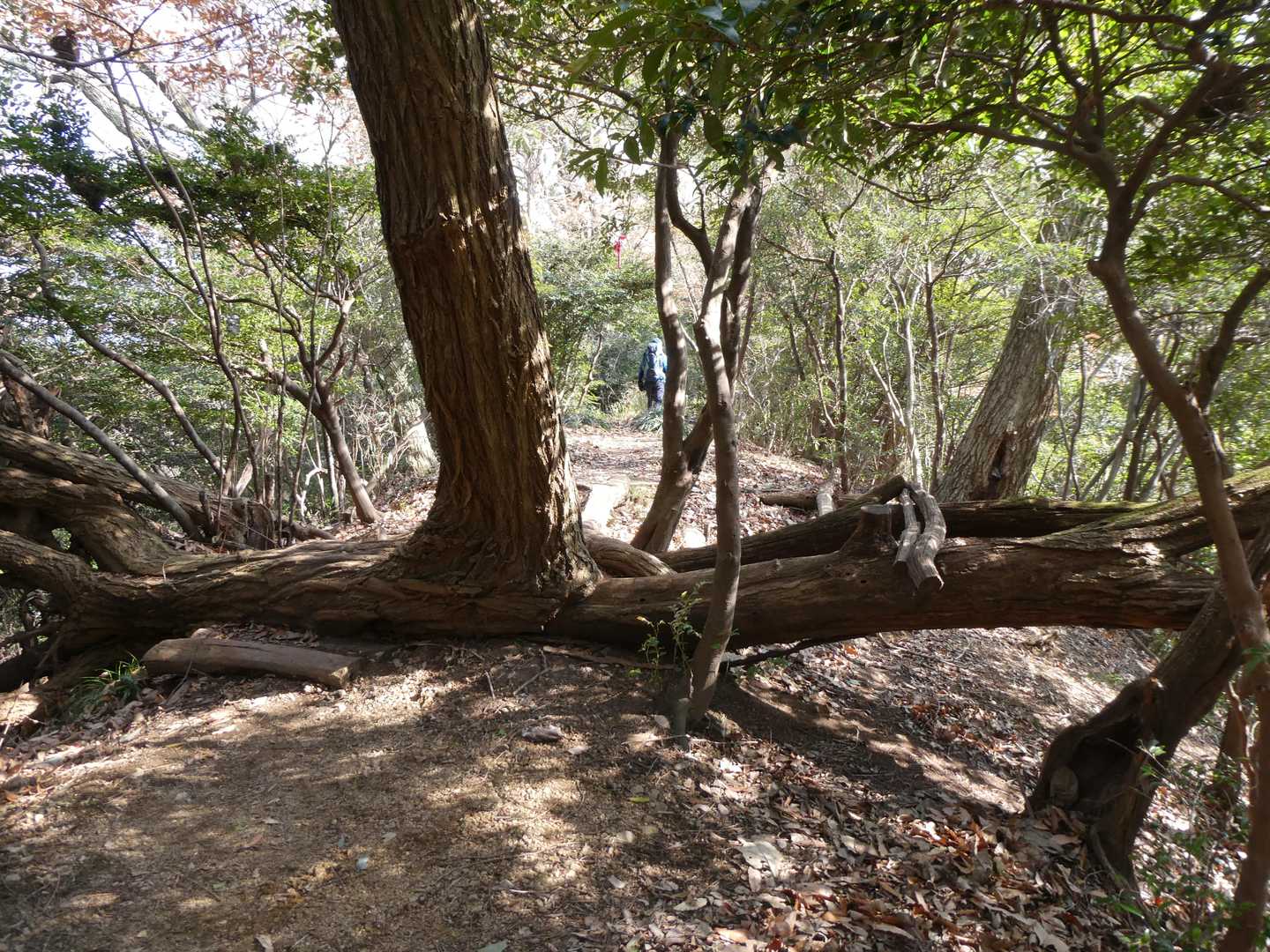 無事７名合流して、最後のピークに向かいます
