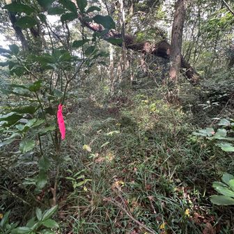 蜘蛛の巣🕸️地獄⤴︎