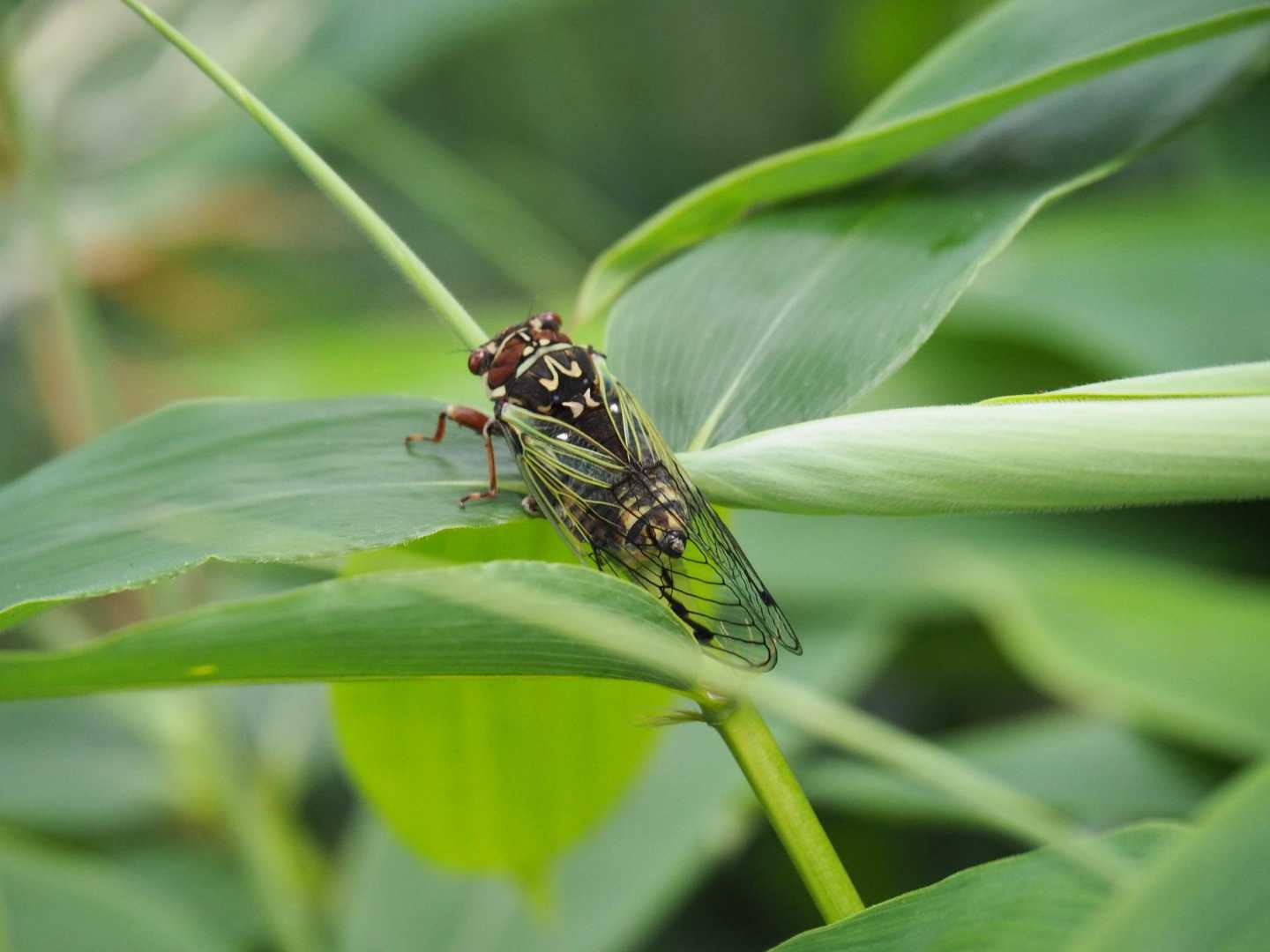 撮るだけ撮って見返すのもきつい。虫苦手なの。ごめんね。