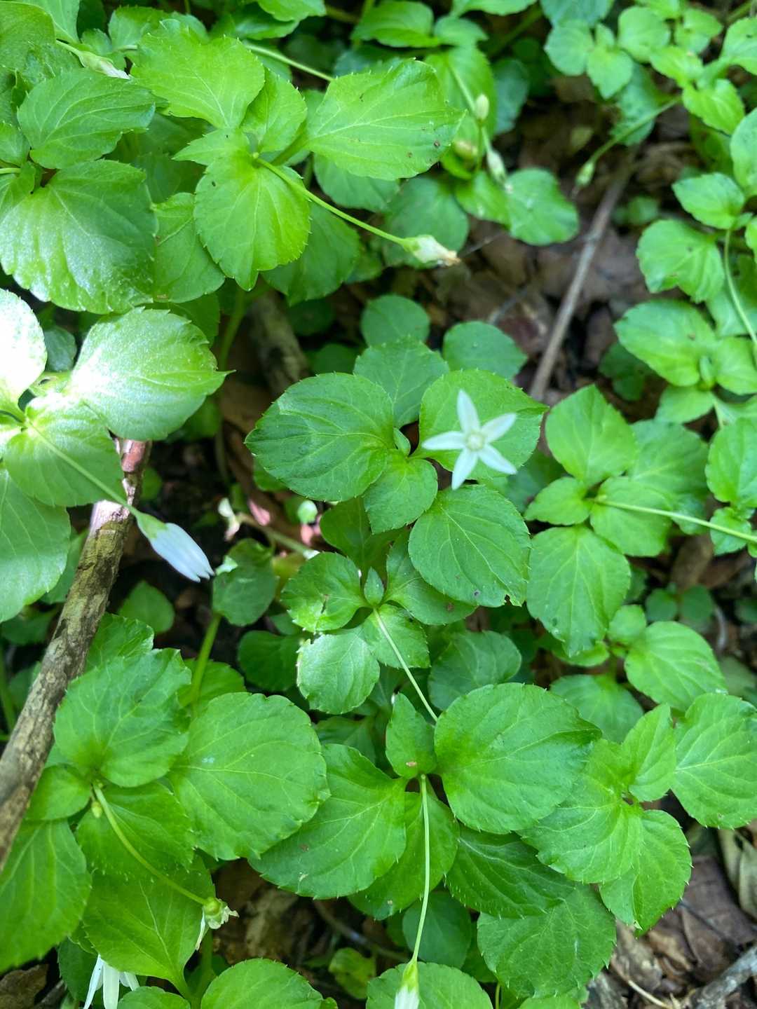 檀特山（新潟県）の写真