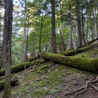 苔が綺麗な区間もあった