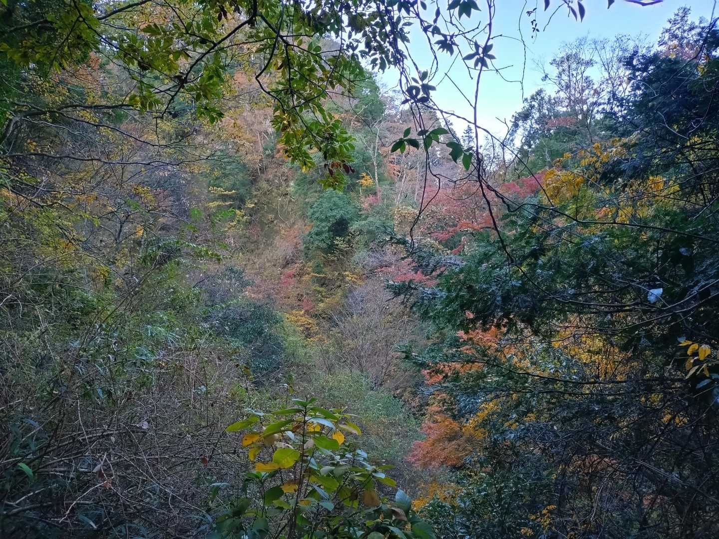 🍁