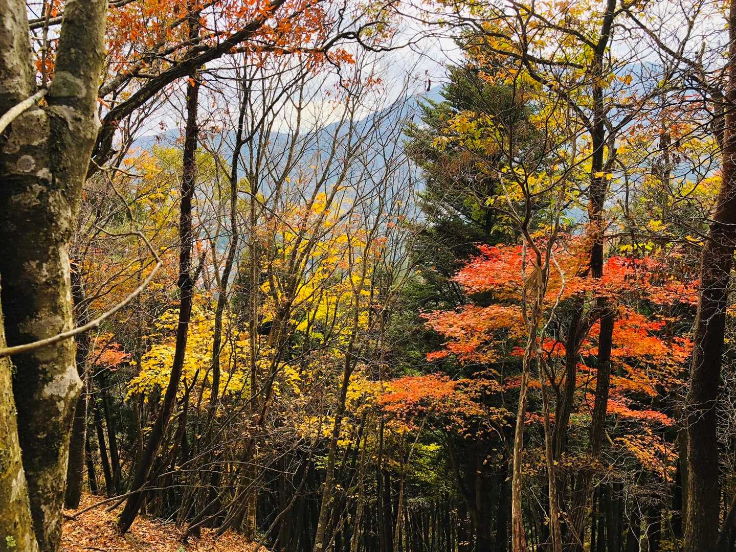 紅葉🍁祭りです