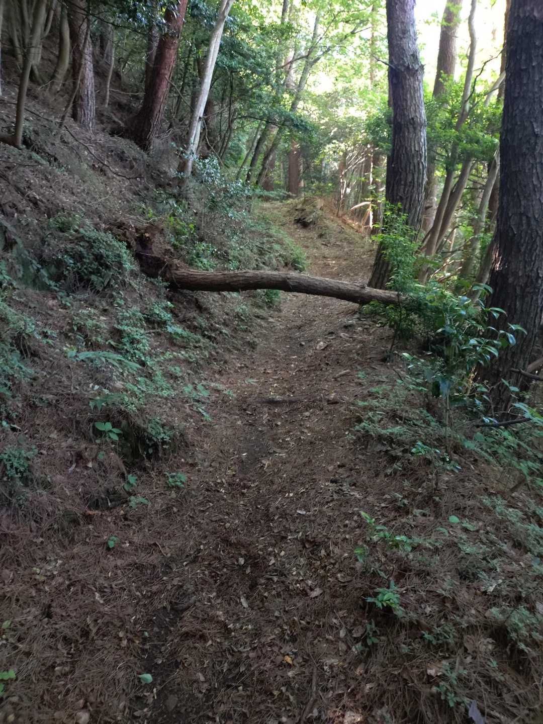 倒木がかなり多い
特に、山頂公園から下山時は
蜘蛛の巣だらけ、倒木だらけで
地味に疲れる😭