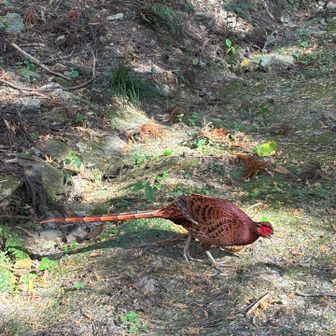 ドリー隊長参上