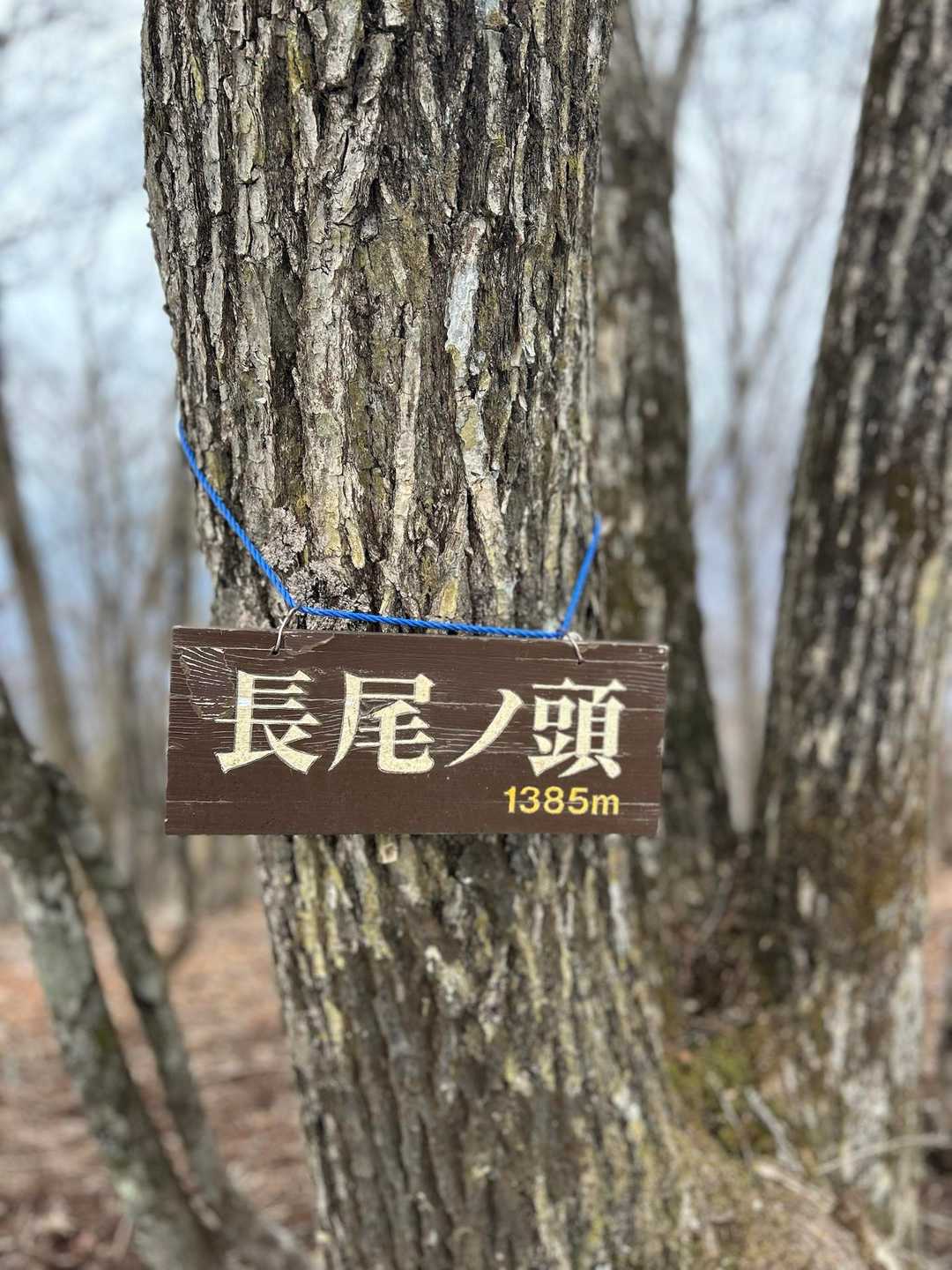 長尾ノ頭-六ツ石山 往復コースの写真