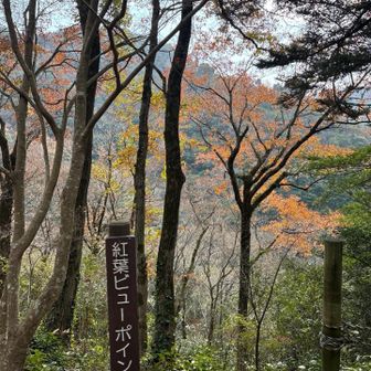 紅葉ビューポイント🍁