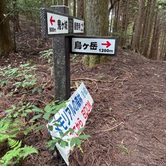 分岐を南の『烏ヶ岳』へ