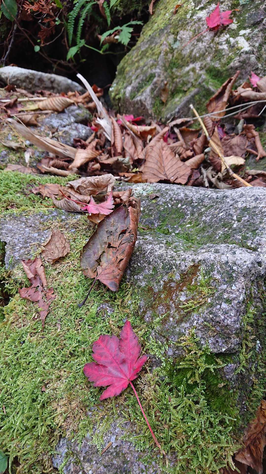 白草山登山口-白草山 周回コースの写真
