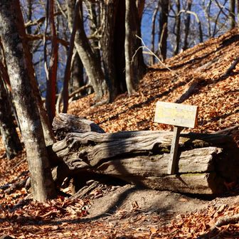 ん？　富士見の丸太。